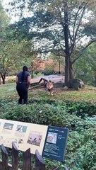 Woman Enters Lions Enclosure
