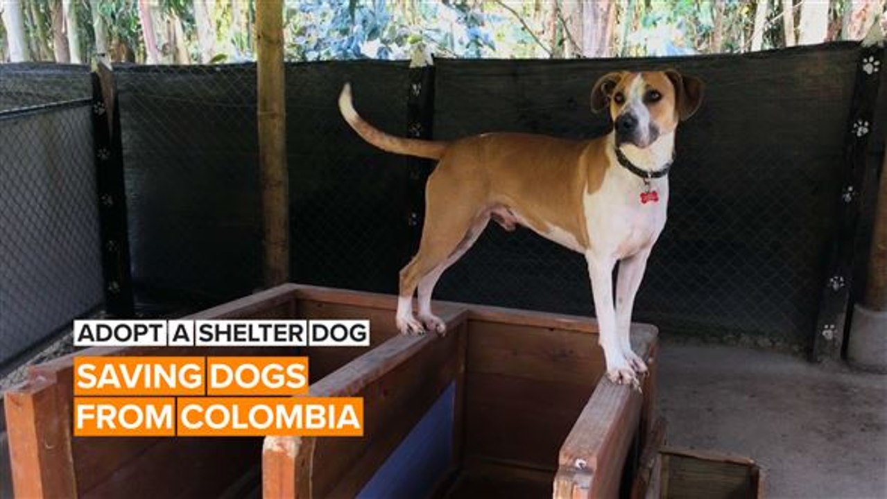 Adopt a shelter dog: The dogs that need a home in Colombia