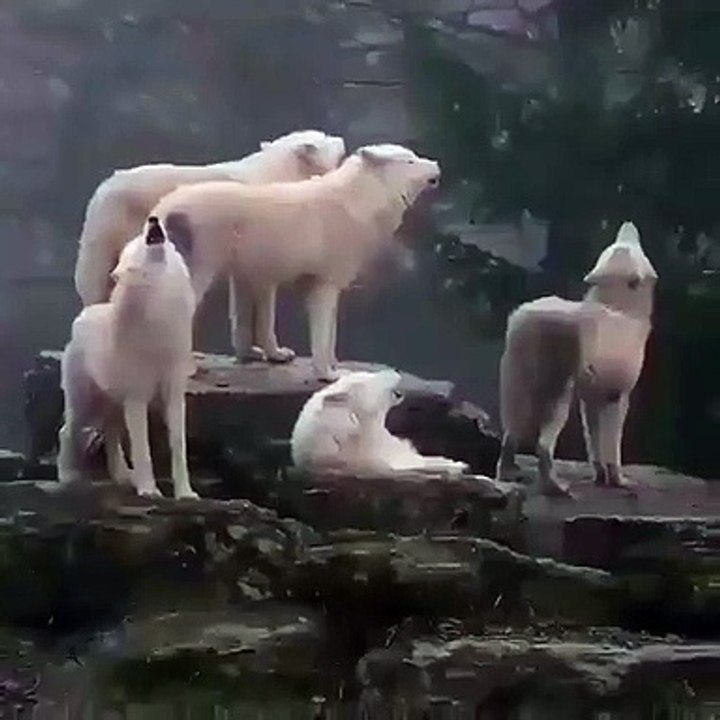 Ces chien-loups vous offrent un concert qui fera chavirer vos coeurs.