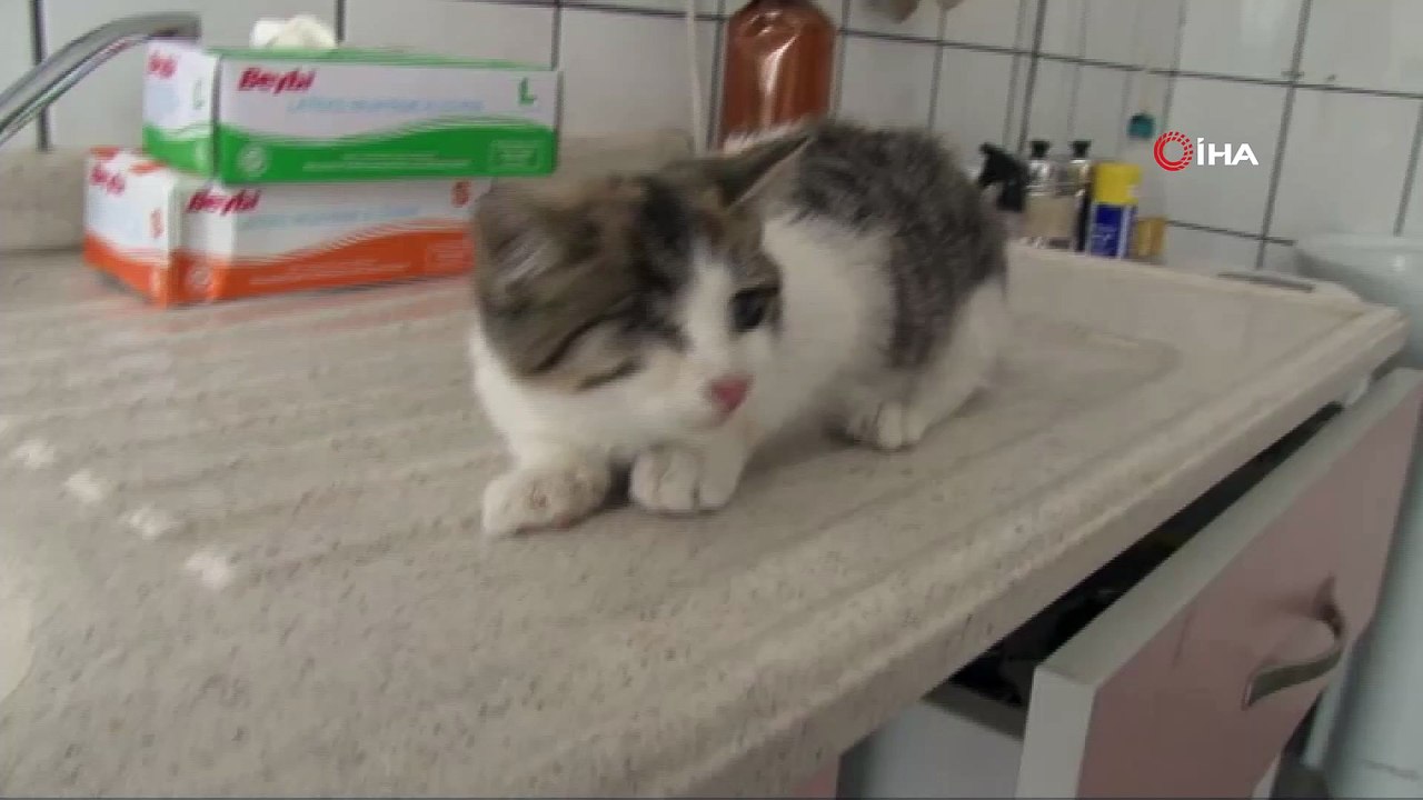 Görme engelli yavru kediyi hayata bağladılar Dailymotion Video