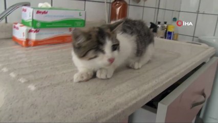 Görme engelli yavru kediyi hayata bağladılar