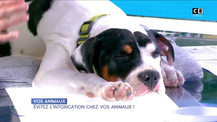 Évitez l'intoxication chez vos animaux !