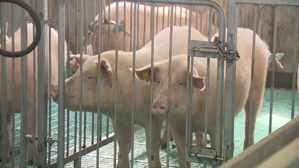 파주·김포 돼지 수매 첫날...현장은 혼란 / YTN