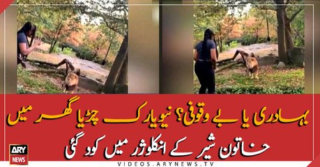 The girl jumps inside the Lion enclosure in the New York Zoo
