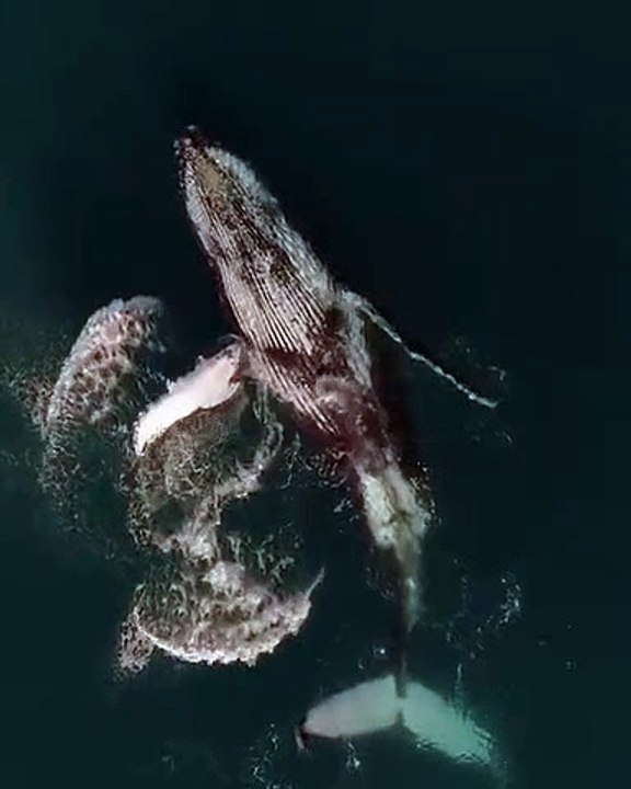 La vidéo la plus fascinante que vous allez jamais regarder