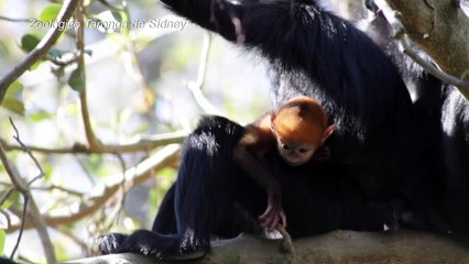 Un mono "increíblemente raro" nace en un zoo de Australia