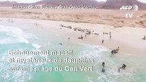 Mystérieux échouement de dauphins sur une plage du Cap Vert
