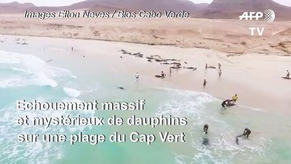Mystérieux échouement de dauphins sur une plage du Cap Vert