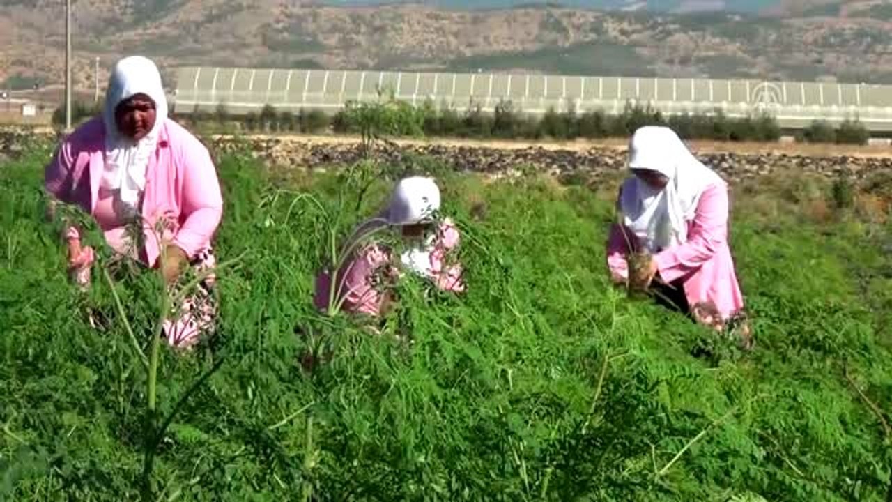Mucize bitkide hasat zamanı yaklaşıyor