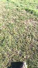 Eastbourne and Polegate man set dogs on rabbit