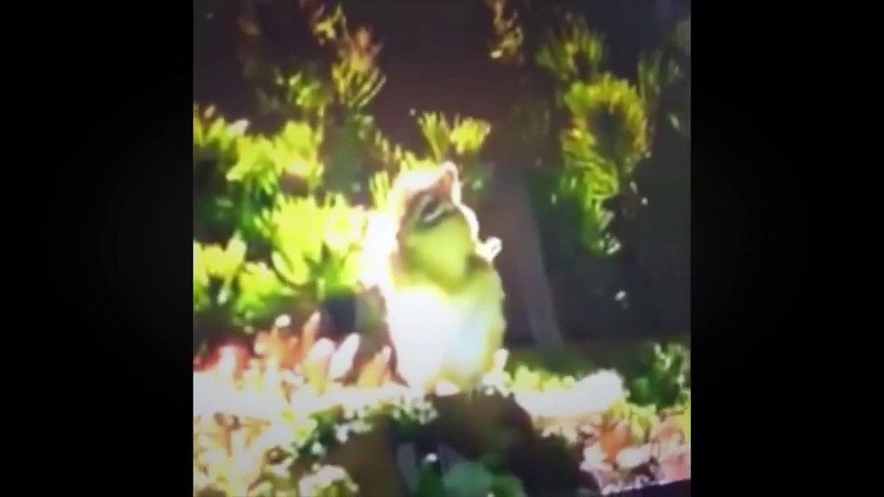Funny Animals Compilation 2014 - HD - 1080p ✔