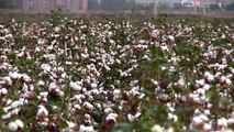Üreticilere pamuğun temiz toplanması uyarısı