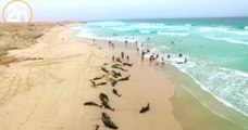 Une plage cap-verdienne transformée en véritable cimetière de cétacés, après la mort de 136 dauphins échoués