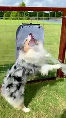 Australian Shepherd Has Water Hose Fun
