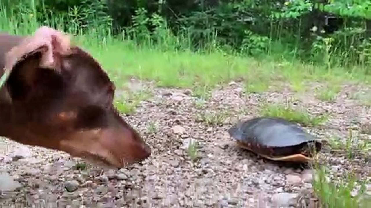 Dog Doesn't Take Kindly to Turtle