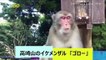 Monkey Predicts A Winner! A Monkey Is Forecasting Winners of Upcoming Rugby World Cup Matches!