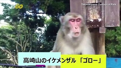 Monkey Predicts A Winner! A Monkey Is Forecasting Winners of Upcoming Rugby World Cup Matches!