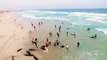 Massive dolphin stranding on a beach in Cape Verde