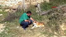 Sinop'ta yaylada ölüme terk edilen köpekler kurtarıldı