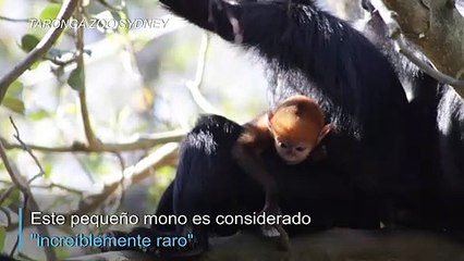El nuevo habitante "increíblemente raro" del zoo de Australia