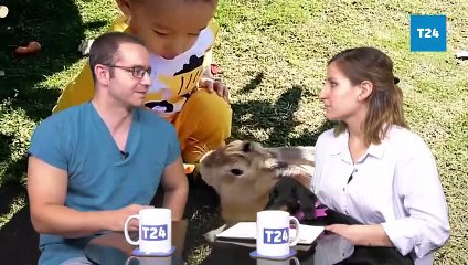 Bu söyleşiye T24'ün Hulki'si de katıldı: Hayvanlara işkence ve tecavüzün cezası sadece 600 lira!