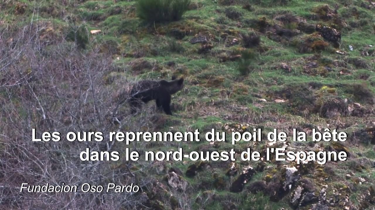 Heureux comme un ours dans les monts Cantabriques en Espagne
