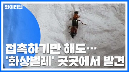 접촉하기만 해도 통증이...'화상벌레' 국내 서식 가능성 / YTN