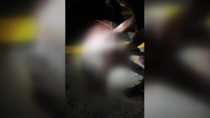부산 반송동 주택가 멧돼지 출현...40대 남성 다쳐 / YTN