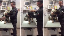Um cão polícia valente... mas que não gosta nada de ir ao veterinário!
