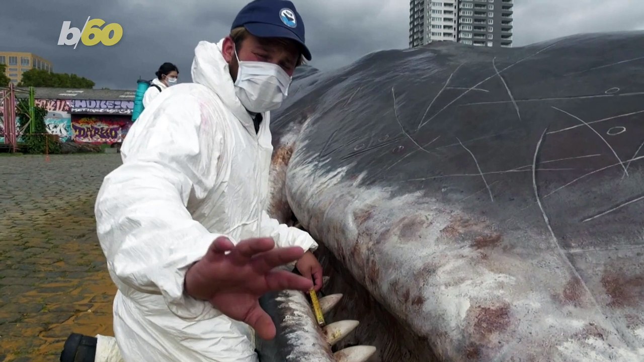 Artists Install Realistic Stranded Whale Sculpture Fooling Onlookers!