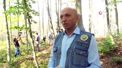 Bütün Ormanı İstila Etmişlerdi, Tırtıllara Hava Harekâtı