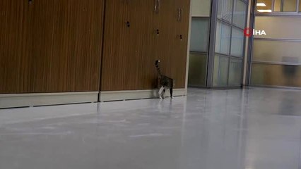 Belediye binasında dünyaya gelen kedilere personel sahip çıktı