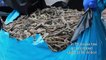 Peruvian authorities seize over 12 million dried seahorses