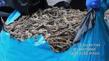Peruvian authorities seize over 12 million dried seahorses