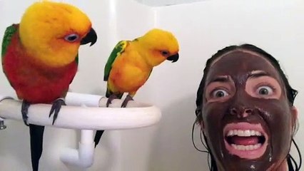 Conures Confused by Mud Mask