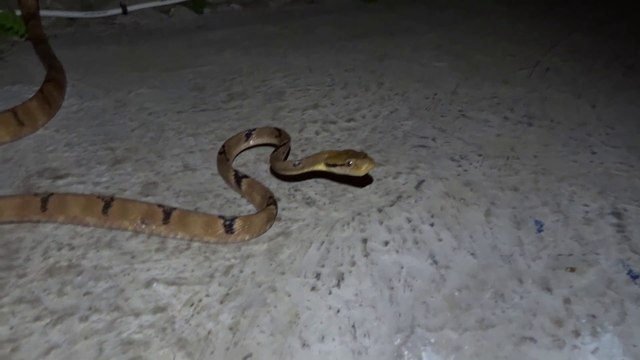 Serpent au bord de la piscine d'un hôtel à Ubud à Bali