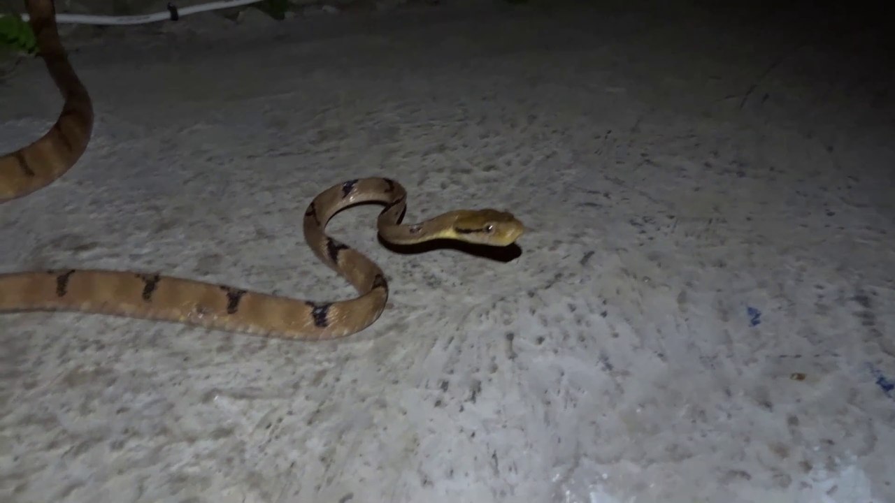 Serpent au bord de la piscine d'un hôtel à Ubud à Bali
