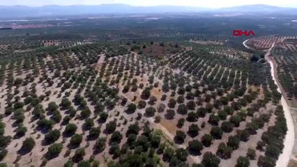 Türkiye'nin zeytin ambarı akhisar'da hasat başladı-2