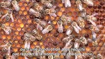 Désolation et inquiétude chez les apiculteurs italiens