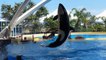 TripAdvisor Won’t Sell Tickets To Dolphin And Whale Shows