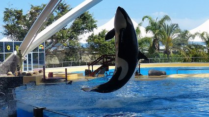 TripAdvisor Won’t Sell Tickets To Dolphin And Whale Shows