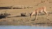 Cette impala vient boire tranquillement, entourée de crocodiles énormes. Pas peureuse...
