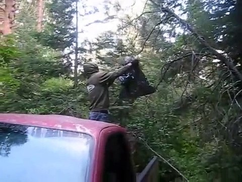 Il piège un nid de guêpes dans un sac... mais elles n'ont pas l'air très heureuses