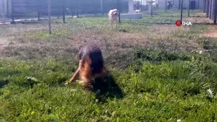 Felçli geldiği barınağın ömür boyu misafiri oldu