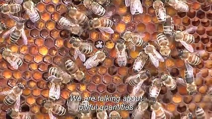 Climate change pushes Italy beekeepers to the brink