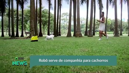 Robô serve de companhia para cachorros
