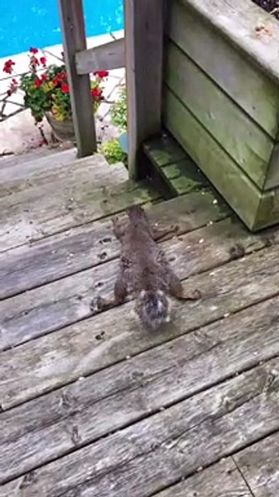 Squirrel Lays Down to Keep Cool