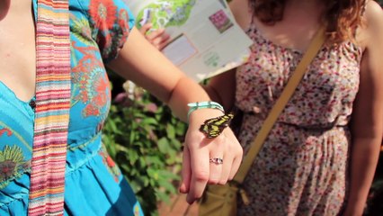 HasenChat Music - The Butterfly Effect