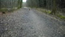 ukyo et boubi se promenent