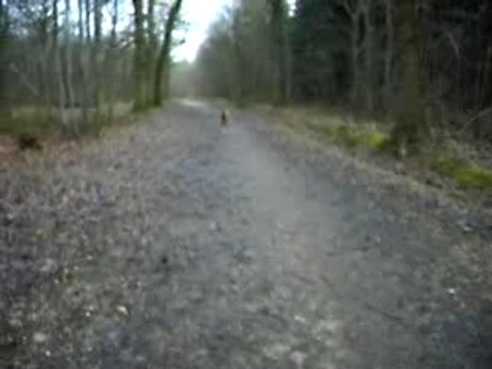 ukyo et boubi se promenent